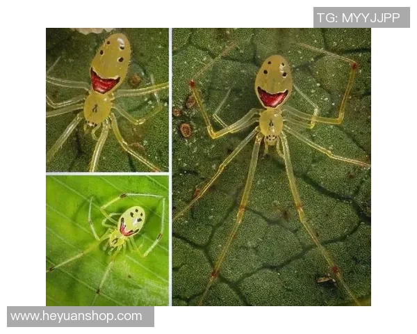踢足球的动物们：探索自然界中那些热爱足球的奇妙生物